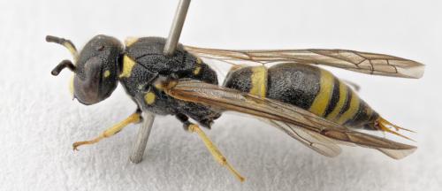 Symmorphus gracilis